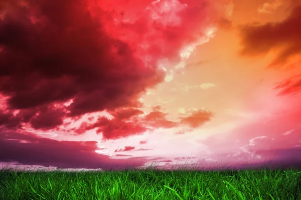 Hierba verde bajo el cielo púrpura — Foto de Stock
