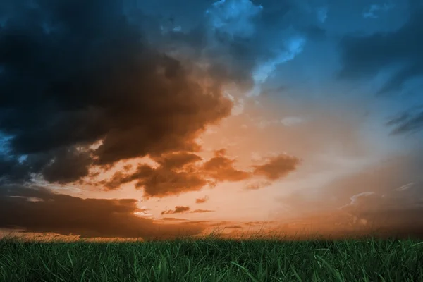 Зеленая трава под оранжевым небом — стоковое фото