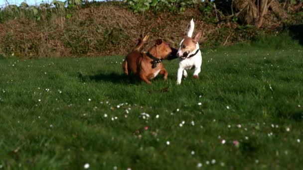 Dwa psy walczą o kij w ogrodzie — Wideo stockowe