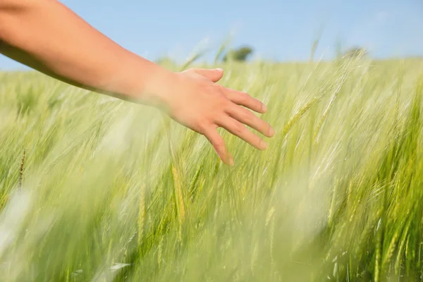 Dames hand aanraken van tarwe in veld — Stockfoto