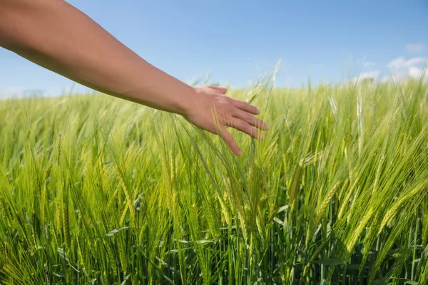 Kvinnans hand röra vete i fältet — Stockfoto