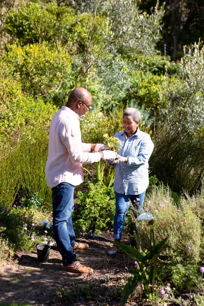 Happy African American Senior Couple Gardening Holding Flowers Outdoors Retirement — Stock Photo, Image