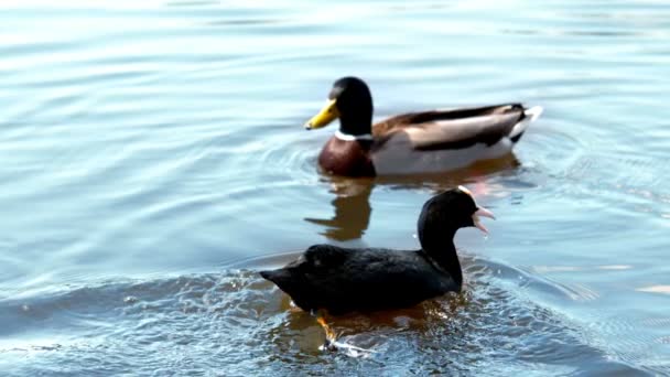 Två ankor som simmar i en sjö — Stockvideo