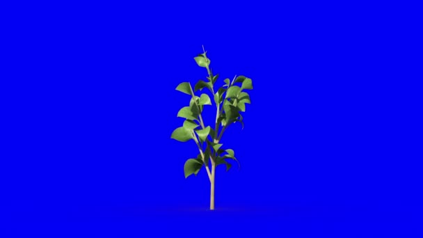 Grüne Pflanze wächst — Stockvideo