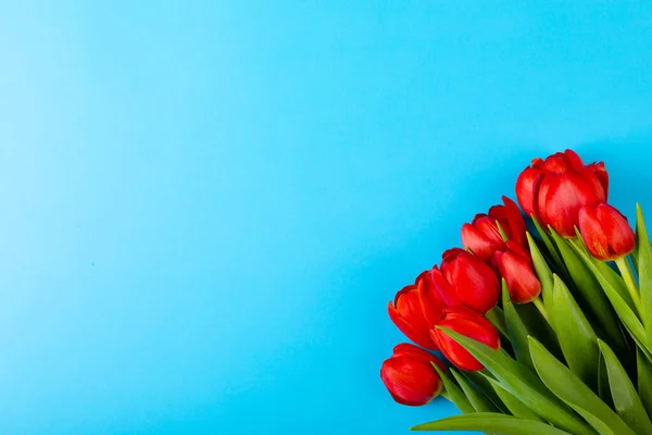 Overhead View Fresh Red Tulips Isolated Blue Background Copy Space — Stock Photo, Image