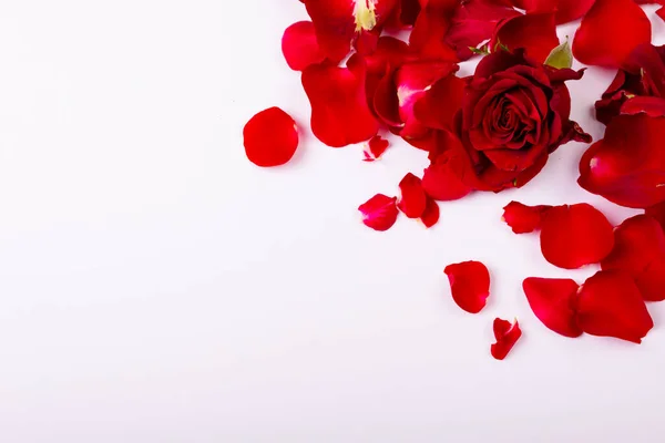 白い背景にコピースペースのある新鮮な赤バラと花弁の俯瞰図 愛とバレンタイン — ストック写真