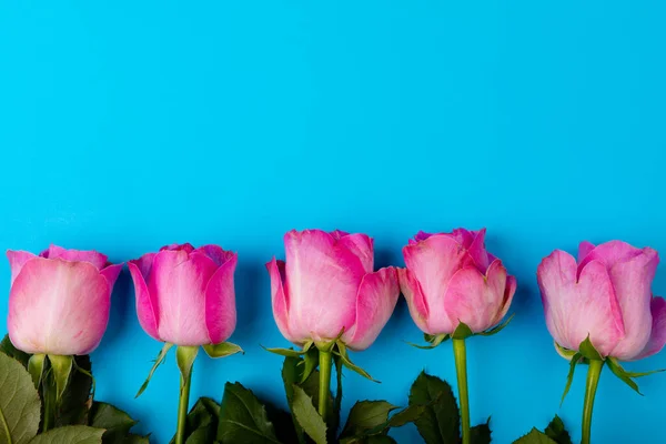 Overhead Ansicht Frischer Rosa Rosen Nebeneinander Mit Kopierraum Auf Blauem — Stockfoto