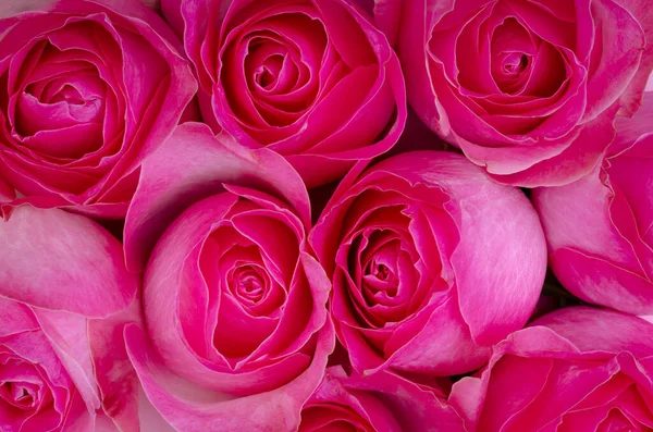 Γεμάτη Κορνίζα Από Φρέσκα Αρωματικά Ροζ Τριαντάφυλλα Κοντά Όμορφα Λουλούδια — Φωτογραφία Αρχείου