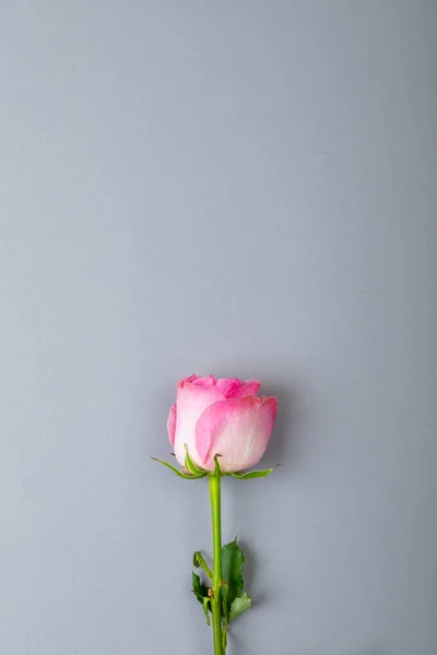 Felülnézetben Friss Rózsaszín Rózsa Elszigetelt Szürke Háttér Másolás Helyet Valentin — Stock Fotó