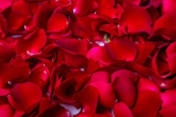 Full Frame Shot Fresh Aromatic Fragile Red Rose Petals Closeup — Stock Photo, Image