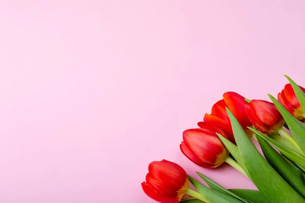 Fresh Red Tulips Isolated Pink Background Copy Space Valentine Day — Stock Photo, Image