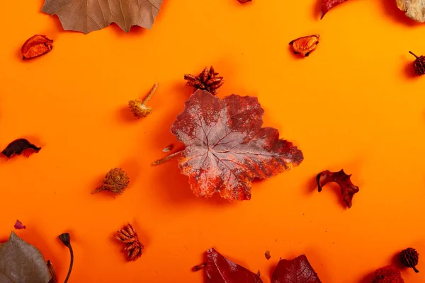 Σύνθεση Του Halloween Διακόσμηση Ξηρά Φύλλα Και Σπόρους Πορτοκαλί Φόντο — Φωτογραφία Αρχείου