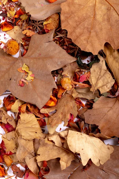 Composizione Decorazione Halloween Con Foglie Secche Semi Sfondo Bianco Orrore — Foto Stock