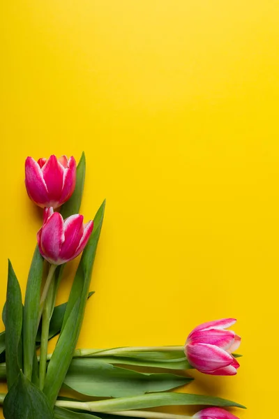 Overhead View Pink Tulip Flowers Yellow Background Copy Space Unaltered — Stock Photo, Image