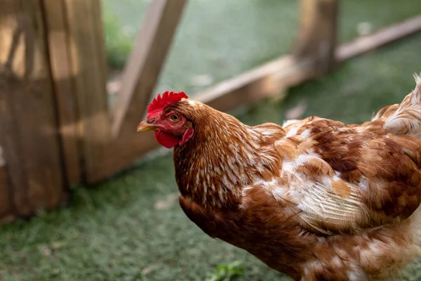 家禽饲养场鸟笼中的褐色和白色母鸡的近景侧影 未经改变的畜牧业和农业工业概念 — 图库照片
