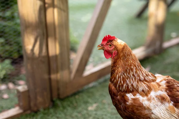 在家禽饲养场进行带有红冠的褐色母鸡的近照 未经改变的畜牧业和农业工业概念 — 图库照片