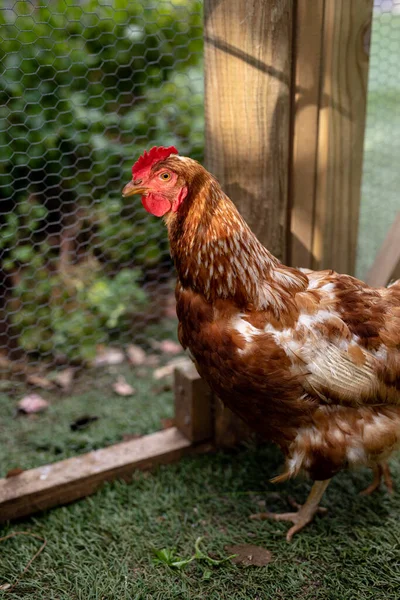 家禽饲养场笼中有红冠的棕白母鸡侧视图 未经改变的畜牧业和农业工业概念 — 图库照片