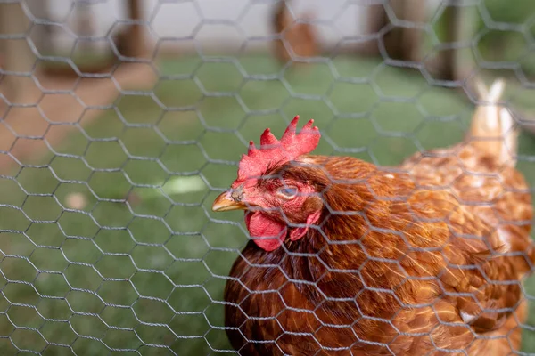 Close Brown Hen Red Crest Mesh Cage Poultry Farm Unaltered — Stok fotoğraf