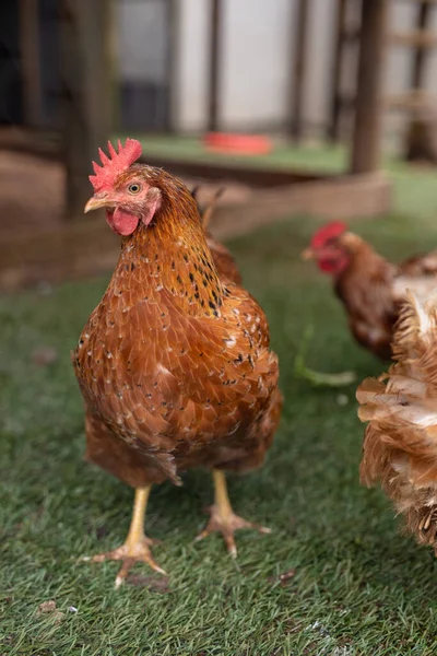 Close Brown Hen Red Crest Looking Away Poultry Farm Unaltered — 图库照片