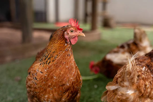 Close Brown Hen Crest Looking Away Poultry Farm Unaltered Animal — Zdjęcie stockowe