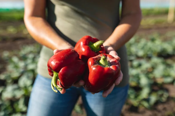 Meio Seção Agricultora Caucasiana Segurando Pimentas Vermelhas Enquanto Estava Fazenda — Fotografia de Stock