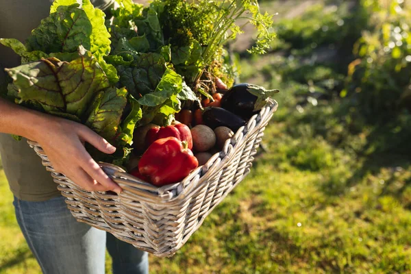 Střední Část Kavkazské Farmářky Nesoucí Farmě Různé Druhy Zeleniny Proutěném — Stock fotografie