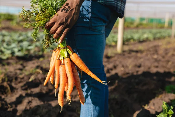 有機農場で収穫中に大根を保持しているアフリカ系アメリカ人農家の中央部 変化のない健康的な食物 有機農業と農業の概念 — ストック写真