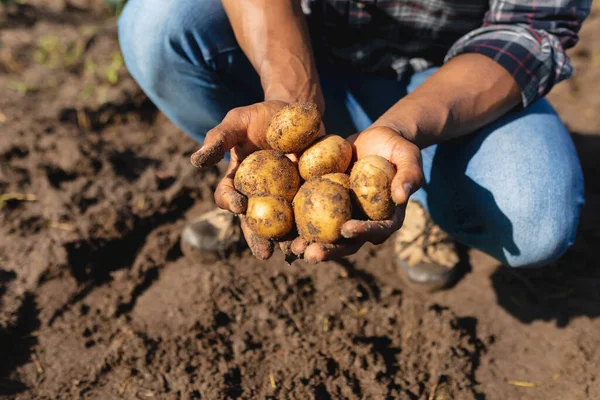 Midsection African American Farmer Harvesting Potatoes Organic Farm Sunny Day — Stock Photo, Image