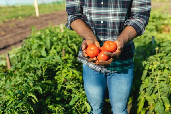 非洲裔美国男性农民的中段 站在植物中间拿着西红柿 健康食品 有机农场和耕作概念 — 图库照片