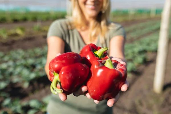Parte Central Agricultor Caucasiano Fêmea Segurando Pimentas Vermelhas Fazenda Durante — Fotografia de Stock