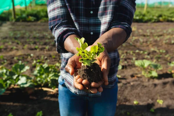 Midsection African American Male Farmers Holding Lettuce Sapling Farm Summer —  Fotos de Stock