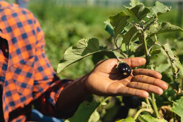非洲裔美国男性农民在农场种植茄子的中间地带 健康食品 有机农场和耕作概念 — 图库照片