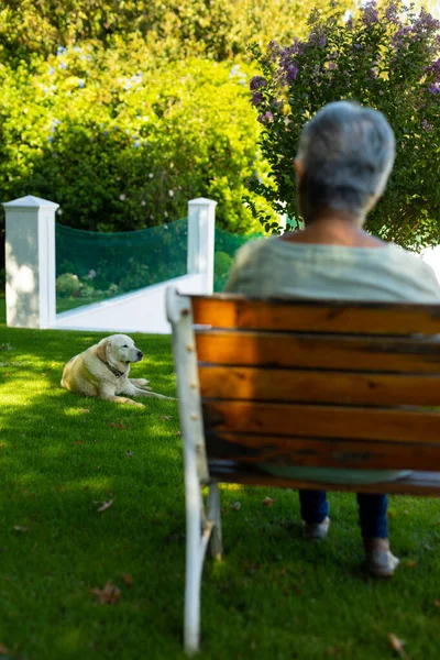 Pies Leżący Trawie Widok Tyłu Dwurasowej Starszej Kobiety Krótkimi Włosami — Zdjęcie stockowe