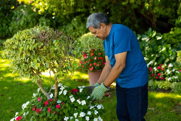 Bahçede Bitkilerin Yanında Dururken Eldivenli Çiçeklere Dokunan Melez Bir Ihtiyarın — Stok fotoğraf