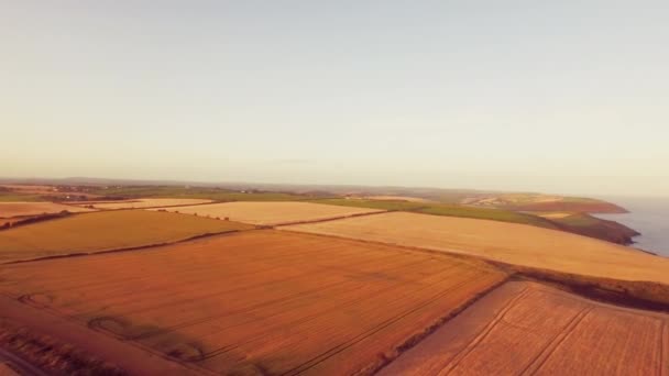 Rekaman Drone Dari Ladang Emas Dekat Laut — Stok Video