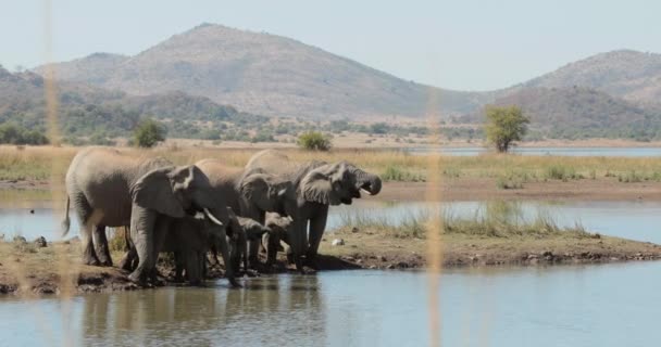 Elephants Drinking Watering Hole High Quality Format — Stock Video