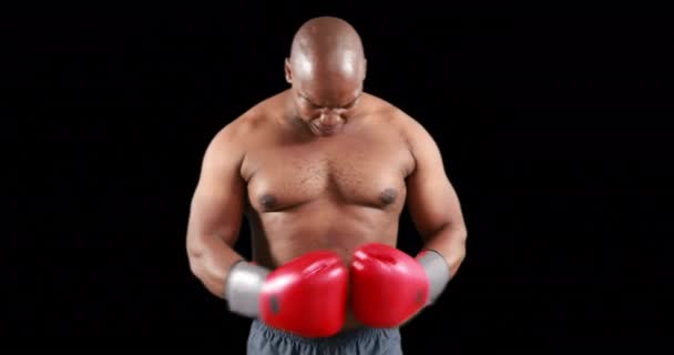Boxer Agressif Posant Pour Caméra Sur Fond Noir — Video