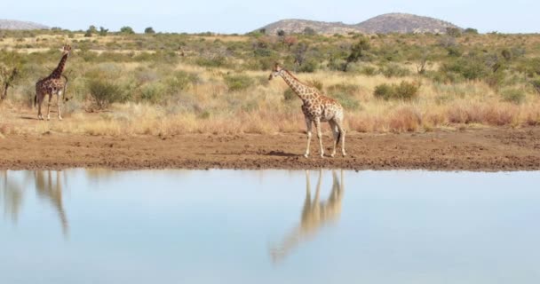 Giraffe Walking Water High Quality Format — Stock Video