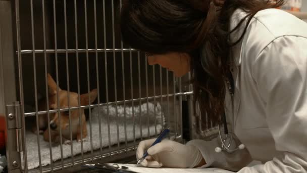 Ветеринарный Мониторинг Больной Собаки Клетке Формате Высокого Качества — стоковое видео
