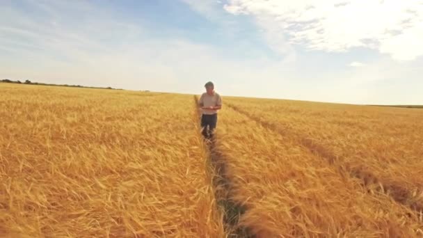 Letecký Pohled Zemědělce Procházel Jeho Polí Ultra Formátu — Stock video