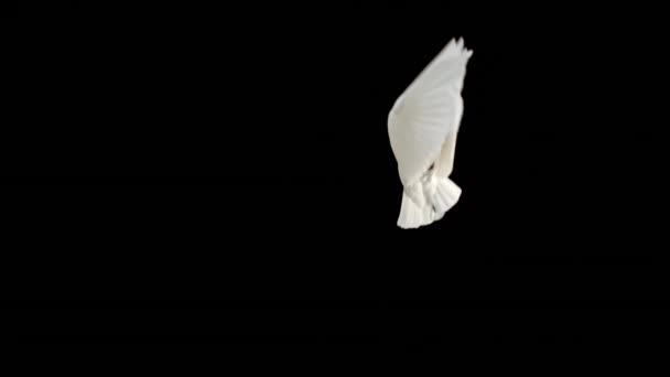Dove Vliegen Zwarte Achtergrond Slow Motion — Stockvideo