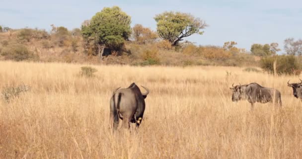 Wildebeest Pastoreio Planície Formato Alta Qualidade — Vídeo de Stock