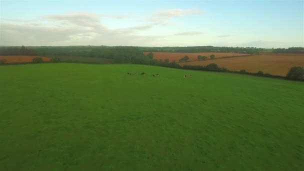 Visão Geral Campo Verde Com Vacas — Vídeo de Stock