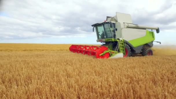 Drone Beelden Van Gouden Velden Combineren Harvester Hoge Kwaliteit Formaat Rechtenvrije Stockvideo