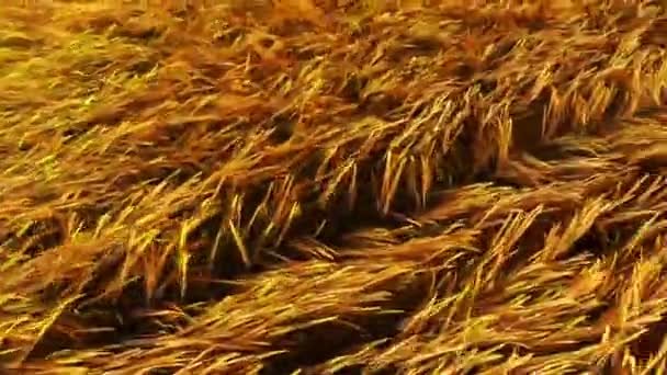 Gras Weht Wind Bei Sonnenuntergang Stock-Filmmaterial