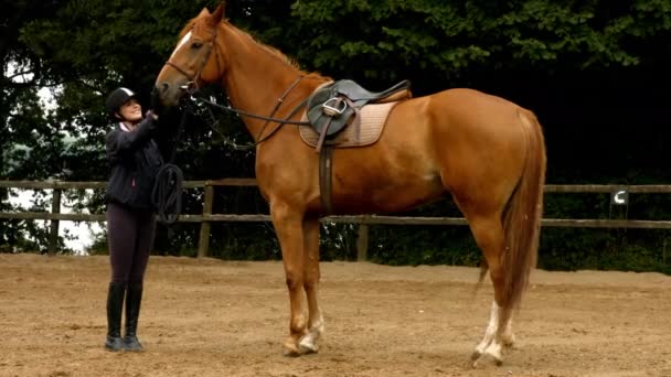 Mujer Con Caballo Paddock Formato Alta Calidad — Vídeos de Stock