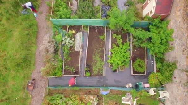 Imagens Drone Jardinagem Casal Formato Alta Qualidade — Vídeo de Stock