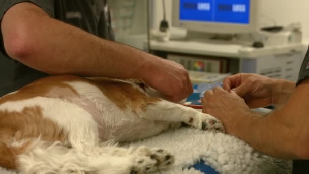 Tierärztin Und Krankenschwester Arbeiten Hund Hochwertigem Format — Stockvideo