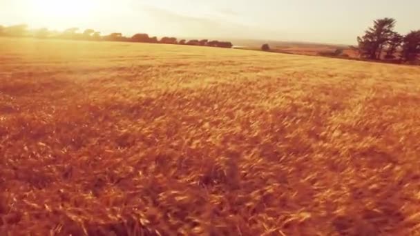 Drone Nagrania Złotych Pól Podczas Zachodu Słońca — Wideo stockowe