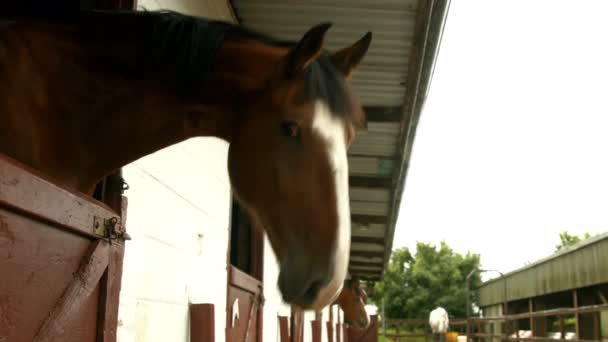 Caballos Establo Campo Formato Alta Calidad — Vídeo de stock